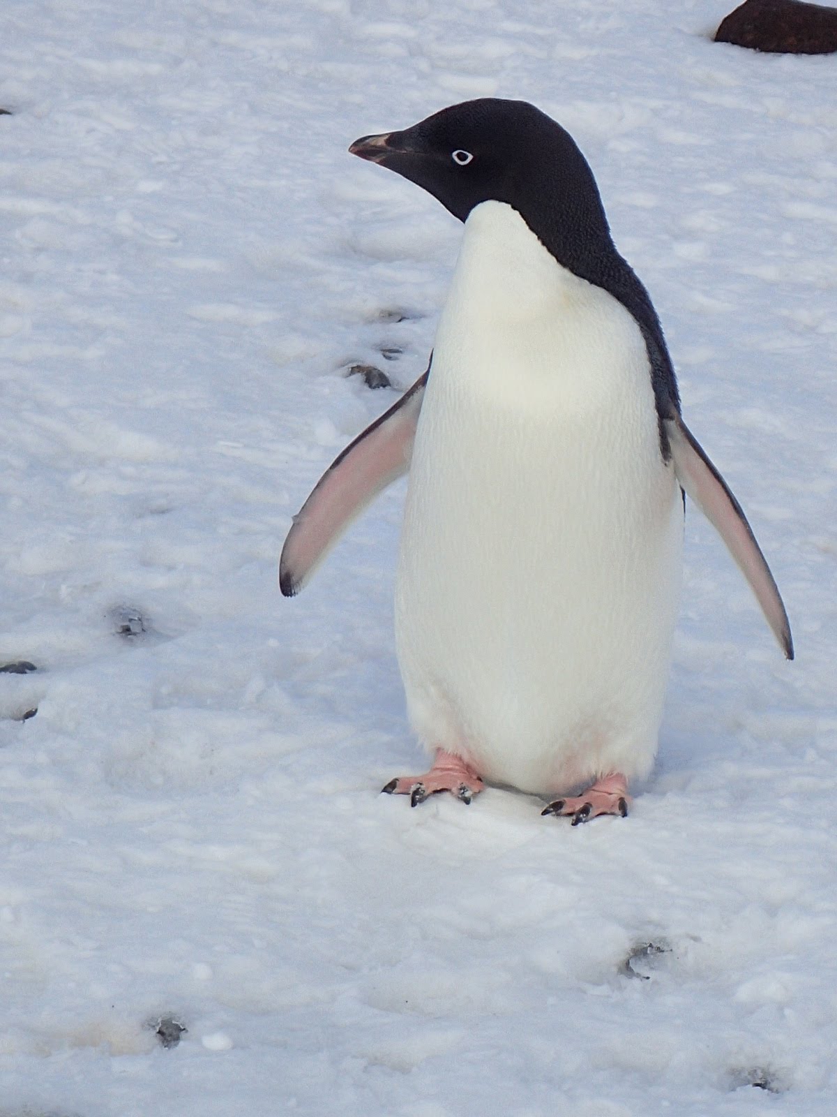 Adélie Penguins – Antarctica